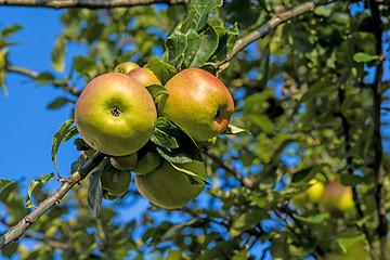 Image showing apple on a  tree