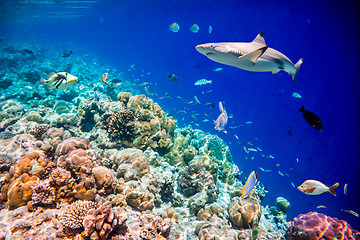 Image showing Tropical Coral Reef.