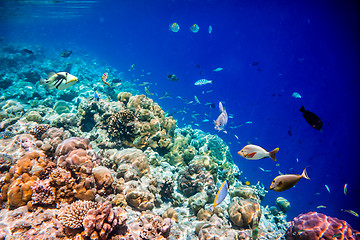 Image showing Tropical Coral Reef.