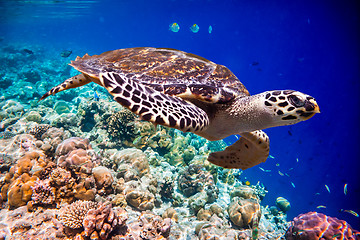 Image showing Hawksbill Turtle - Eretmochelys imbricata