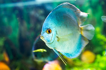 Image showing Symphysodon discus