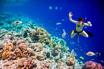 Image showing Snorkeler Maldives Indian Ocean coral reef.