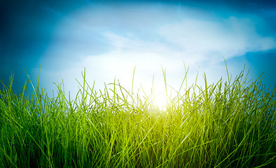 Image showing Spring green grass