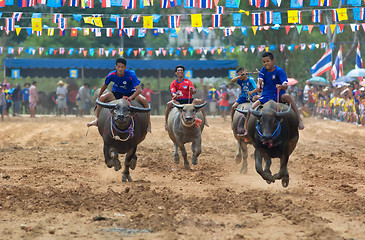 Image showing Water buffalo racing in Pattaya, Thailand