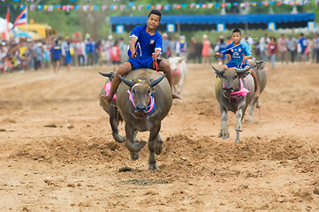 Image showing Water buffalo racing in Pattaya, Thailand