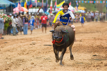 Image showing Water buffalo racing in Pattaya, Thailand