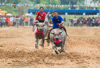 Image showing Water buffalo racing in Pattaya, Thailand