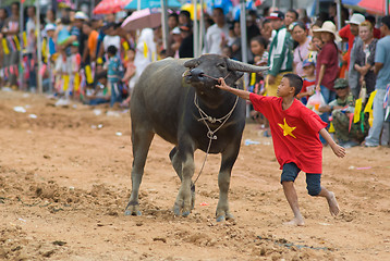 Image showing Water buffalo racing in Pattaya, Thailand