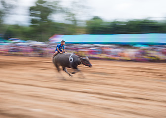 Image showing Water buffalo racing in Pattaya, Thailand