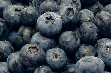 Image showing Close-up shot of Blueberries