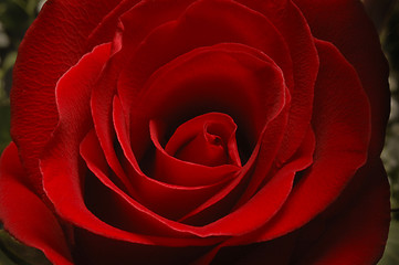 Image showing Close-up of red rose flower petals