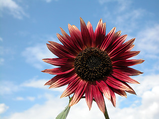 Image showing sunflower