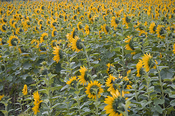 Image showing sunflower