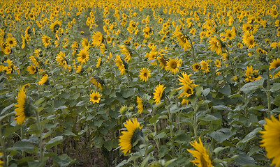 Image showing sunflower