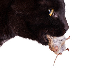 Image showing Black cat with his prey, a dead mouse