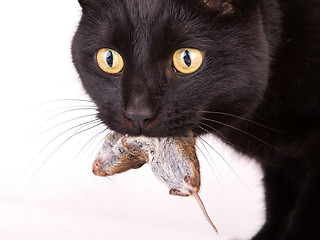 Image showing Black cat with his prey, a dead mouse