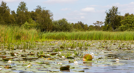 Image showing Typical view of a the swamp in National Park Weerribben 