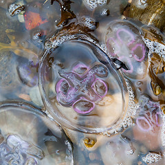 Image showing Small jellyfish on a beach