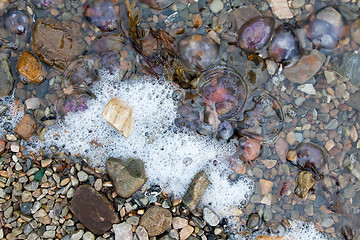 Image showing Small jellyfish washing up on a beach