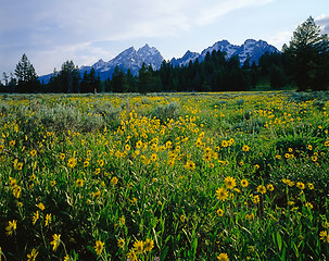 Image showing Grand Teton