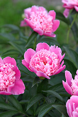 Image showing Beautiful pink peony