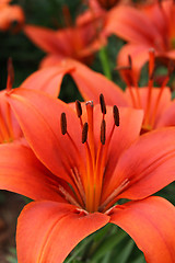 Image showing Beautiful red lily