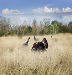 Image showing Wild Turkeys