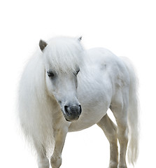 Image showing White Pony 