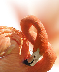 Image showing Flamingo Portrait