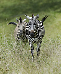 Image showing Zebras