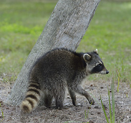 Image showing Young Raccoon