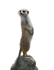 Image showing Portrait Of A Meerkat