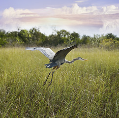 Image showing Great Blue Heron In Flight