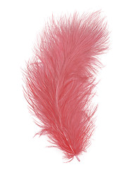 Image showing Pink Feather