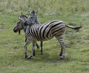 Image showing Zebras