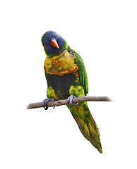 Image showing  Parrot (Rainbow Lorikeet)