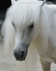 Image showing White Pony