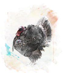 Image showing Watercolor Image Of  Turkey Bird