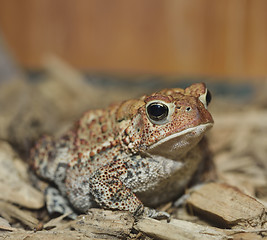 Image showing European Toad