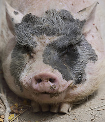 Image showing Black And Pink Pig