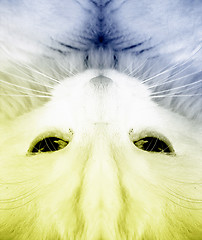 Image showing White cat