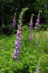 Image showing Poisonous purple Foxglove growing wild