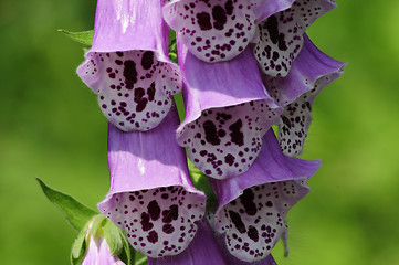 Image showing Poisonous Foxglove flower close-up