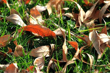 Image showing Foliage and Grass