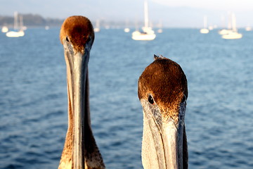 Image showing California Pelicans