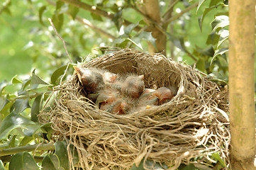 Image showing Hatchling baby birds in nest