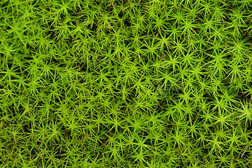 Image showing Close-up of princess pine groundcover