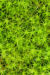 Image showing Princess pine or ground moss