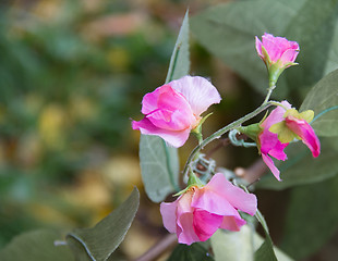 Image showing deco flower