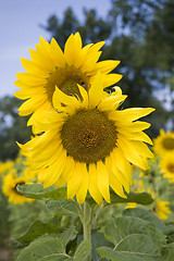 Image showing sunflower